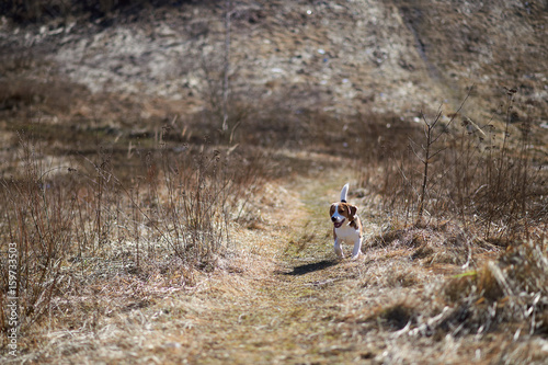 dog beagle play in the meadow forest field