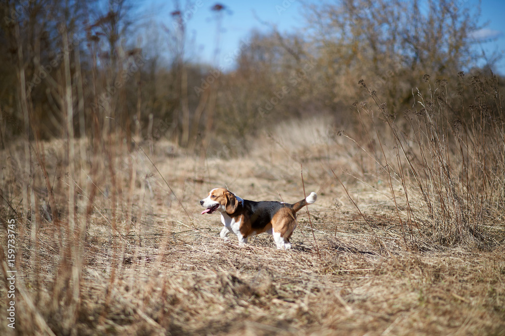 dog beagle play in the meadow forest field dog beagle play in the meadow forest field