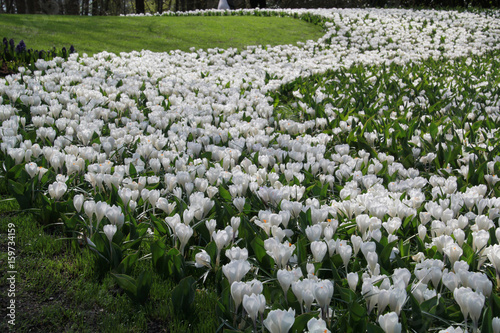 Blumenwiese mit weisen Krokussen photo