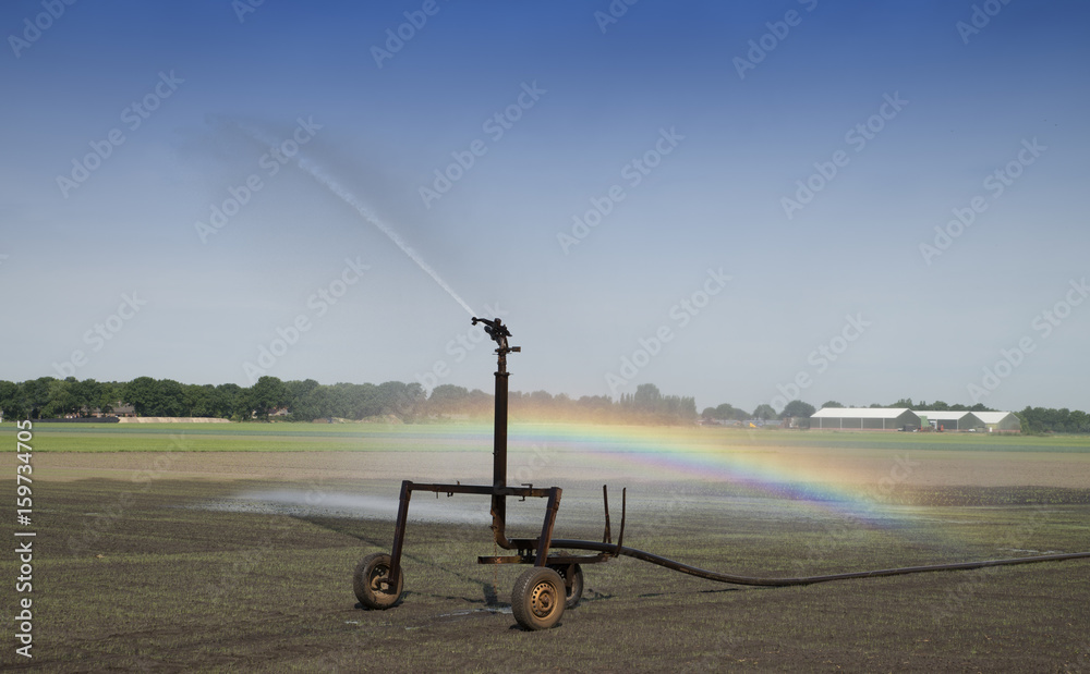 Fototapeta premium Irrigation at the field