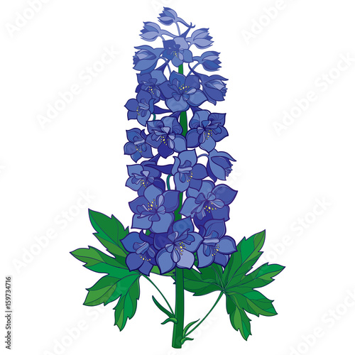 Fototapeta Naklejka Na Ścianę i Meble -  Vector bunch with ornamental blue Delphinium or Larkspur. Stem with flowers and green leaves isolated on white background. Floral element in contour style with ornate Delphinium for summer design.