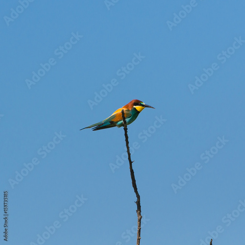     European Roller, Coracias garrulus, colorful bird perched on a branch © Pascale Gueret