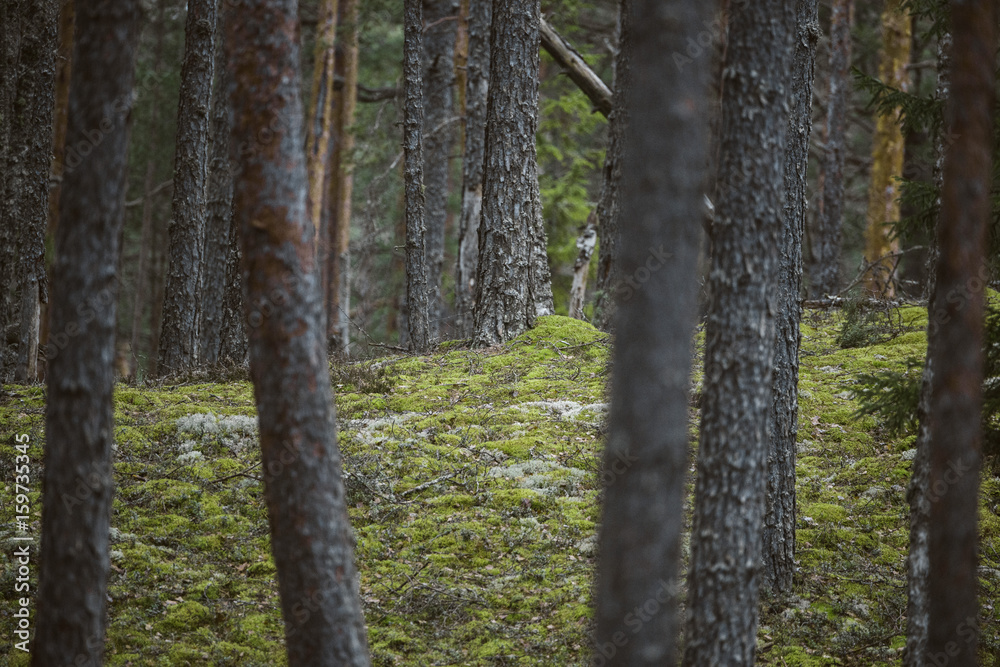 Fototapeta premium Thick forest trees