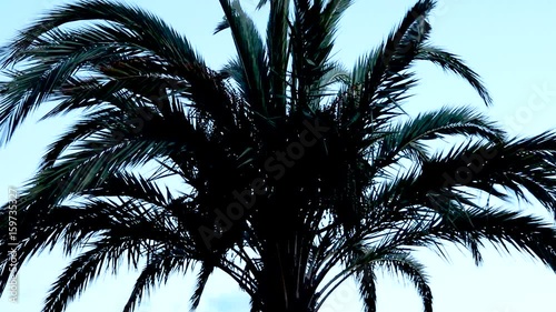 Palme Silhouette blauer Himmel.