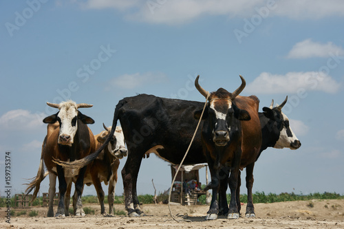 Flock of Cows on a summer pasture farm