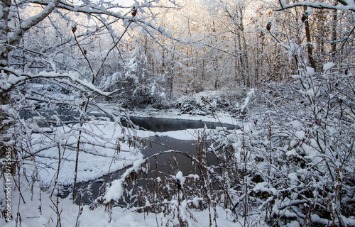 Winter Forest Landscape Scene. Fresh fallen snow in a wilderness forest on the shores of a small pond in Michigan.