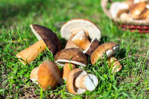 Boletus mushrooms. Selective focus