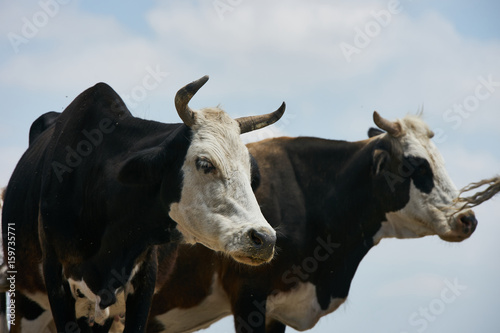 Two black and white cows in a field . Cows in pasture on farm