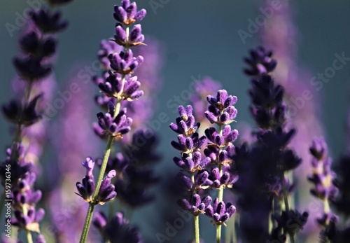 violette Lavendelblüten