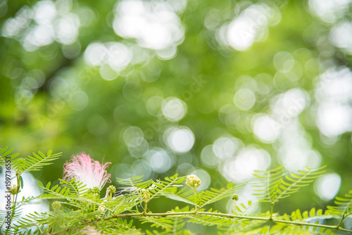 Blur green leaves with bokeh, abstract background on a summer day