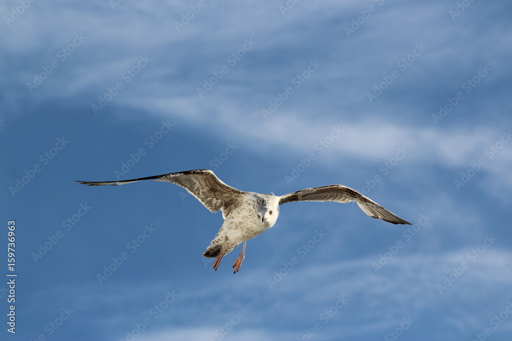 Obraz premium Seagull in the blue sky