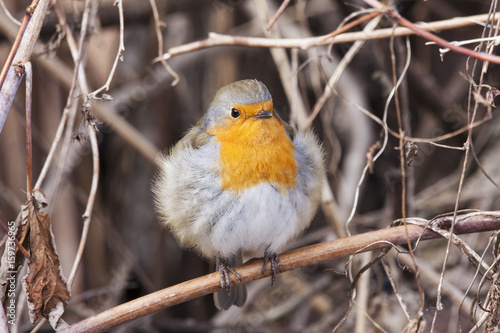 European robin sitting on branch and looking with curiosity. Beautiful and cute little fluffy bird with orange chest. Bird in wildlife.
