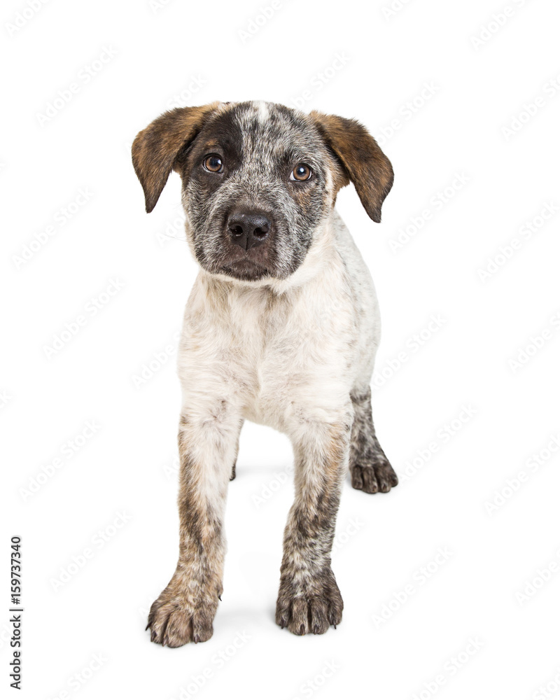 Cute Cattle Dog Puppy Standing on White