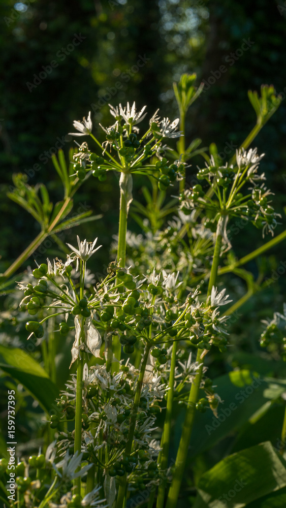 fresh wild garlic leaves with flowers in woodland fresh wild garlic leaves with flowers in woodland