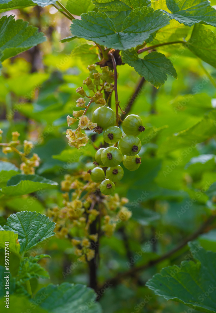 blueberry bush preparing to ripen it's fruit blueberry bush preparing to ripen it's fruit