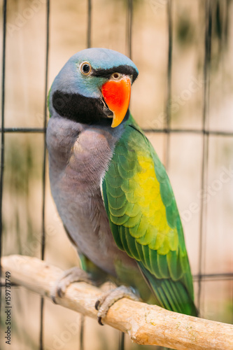 Lord Derby's Parakeet Or Psittacula Derbiana, Also Known As Derbyan Parakeet.