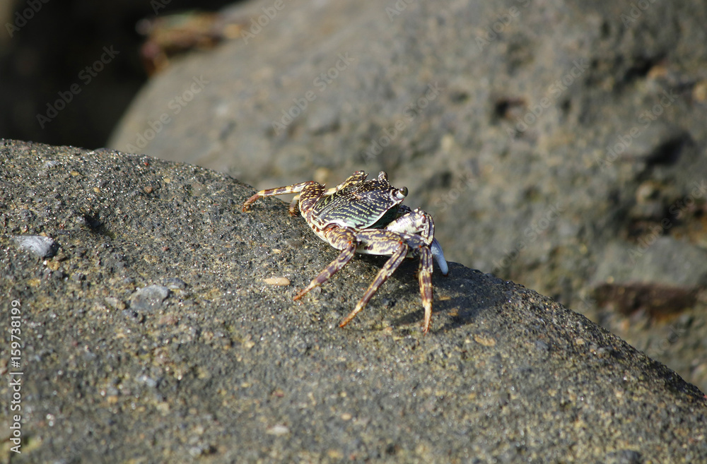 Closeup view of a small crab on a volcanic stone at the sea shore