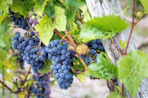Grappes de raisin dans une vigne