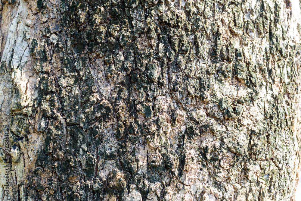 texture of bark wood use as natural background texture of bark wood use as natural background