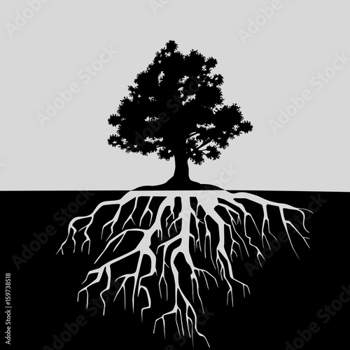 Split view of oak tree and its roots. Black and white illustration