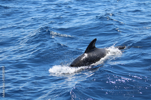 Wal Pilotwal Grindwal Walfisch Globicephala melas La Gomera