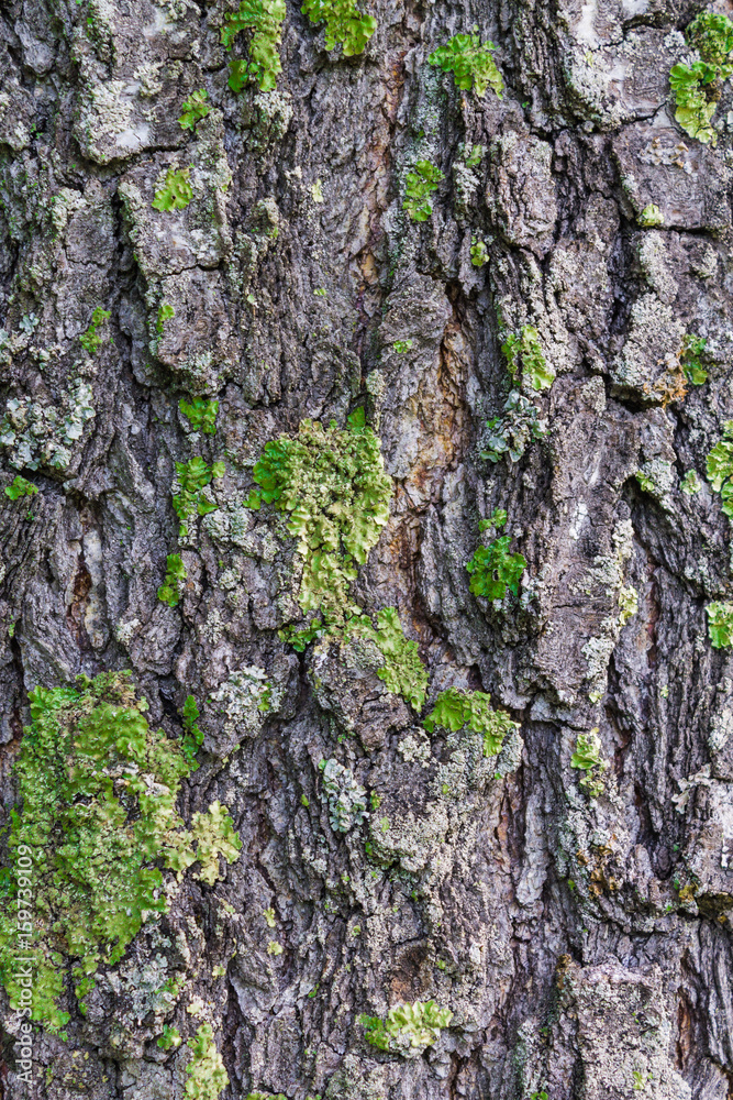 Moss on a birch