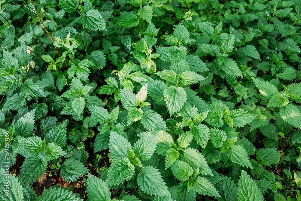 The Twigs Of Wild Nettle, Stinging Nettle Or Urtica Dioica In Summer Spring Meadow The Twigs Of Wild Nettle, Stinging Nettle Or Urtica Dioica In Summer Spring Meadow