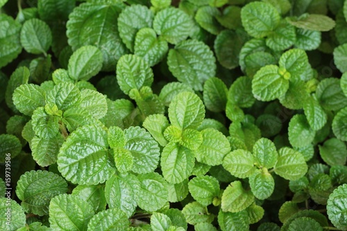 Pepper mint leaves in the nature.