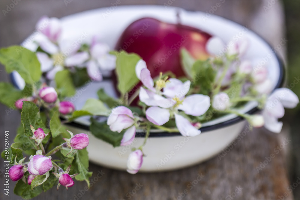 Beautiful, delicate apple blossoms and a red fruit lie in an enamel bowl on an old wooden table Beautiful, delicate apple blossoms and a red fruit lie in an enamel bowl on an old wooden table