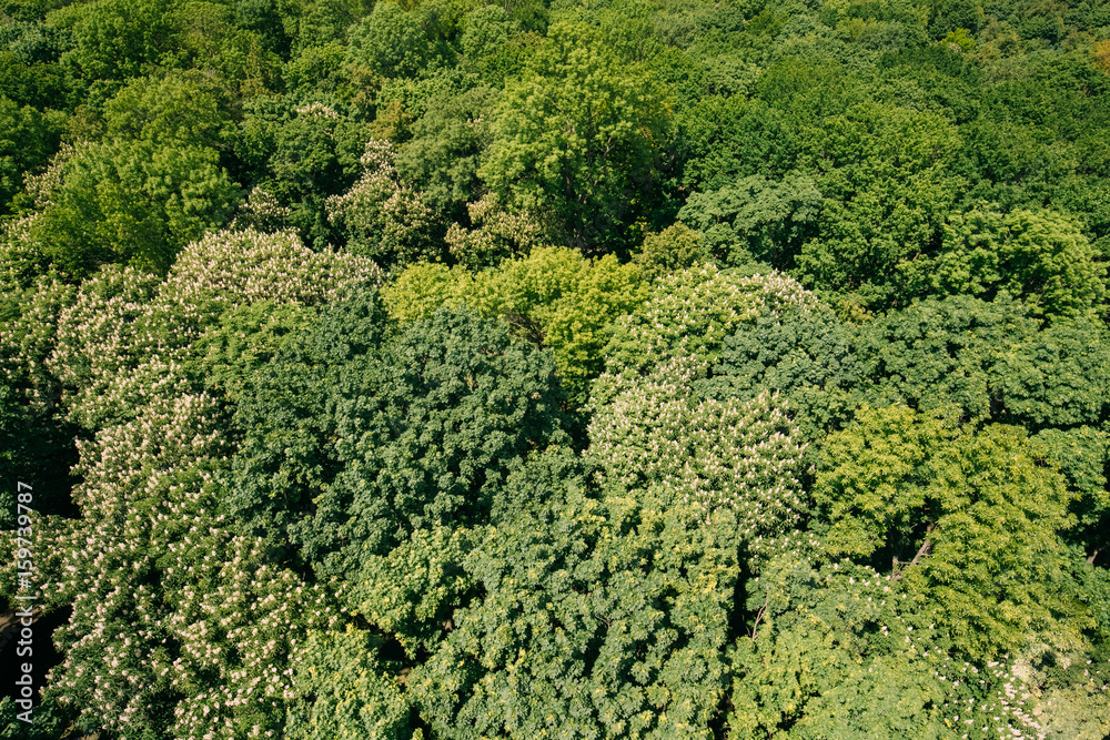 Green Background Of Deciduous Forest. Top View Aerial View Landscape