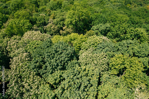 Green Background Of Deciduous Forest. Top View Aerial View Landscape