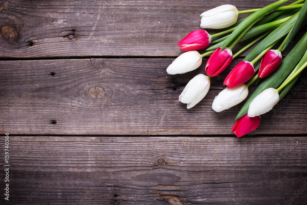 Bunch of bright pink and white tulips flowers on aged wooden background Bunch of bright pink and white tulips flowers on aged wooden background