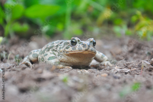 European green toad ( Bufotes viridis ) colorful green european toad close up