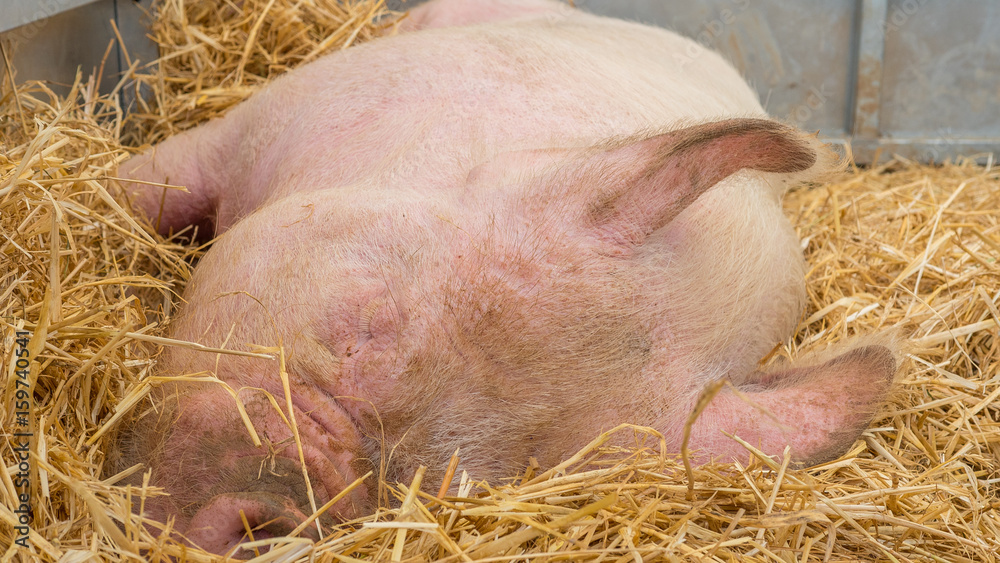 Young happy pig on hay and straw at pig show Young happy pig on hay and straw at pig show