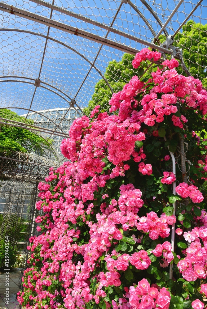 Fototapeta premium フラワーガーデン