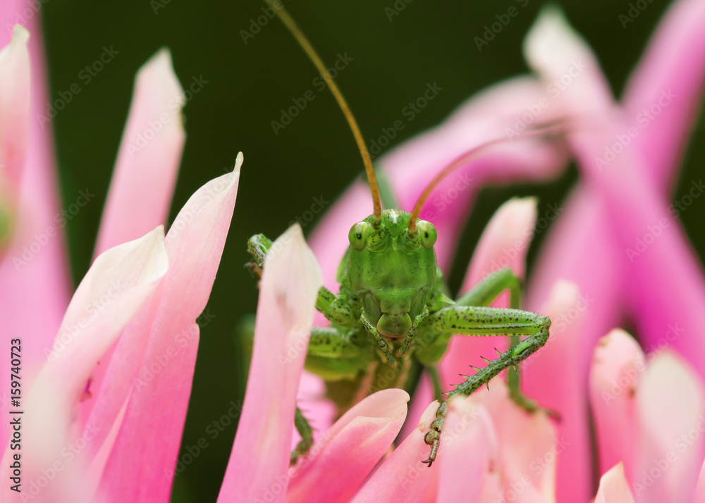 Naklejka premium Grashüpfer