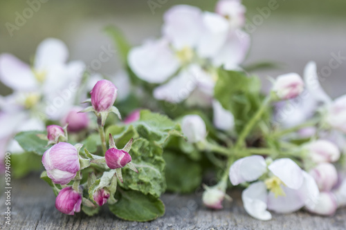 Branch apple-tree with beautiful flowers and tight buds ledit on an old wooden table. Close-up.