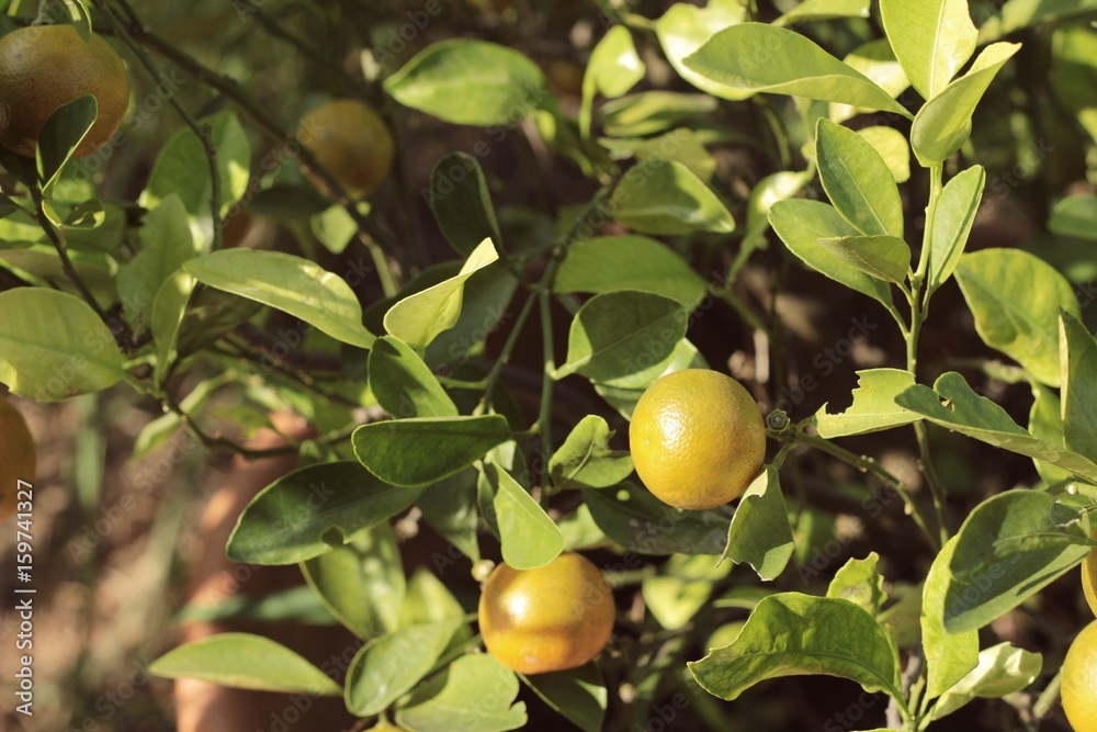 Orange fruit on the tree.