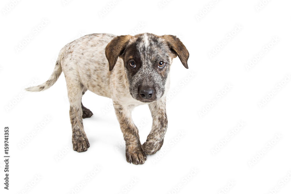 Cute Heeler Puppy Walking Forward on White