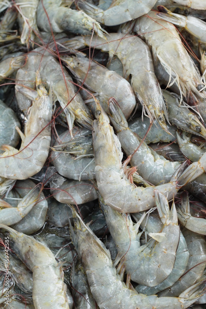 Fresh shrimp in the market.