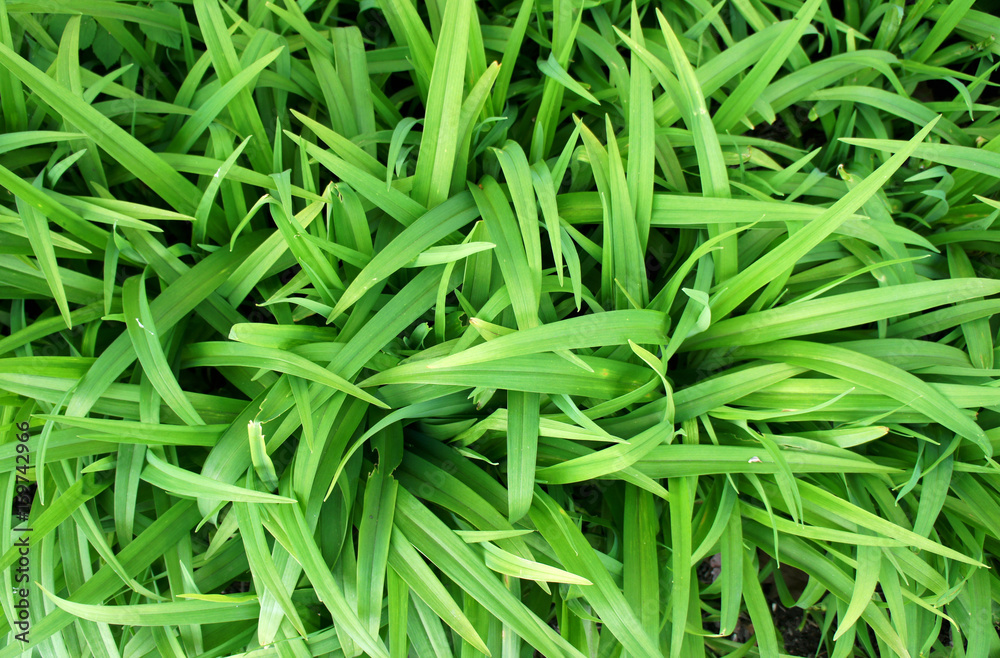 Green grass close-up, background texture Green grass close-up, background texture
