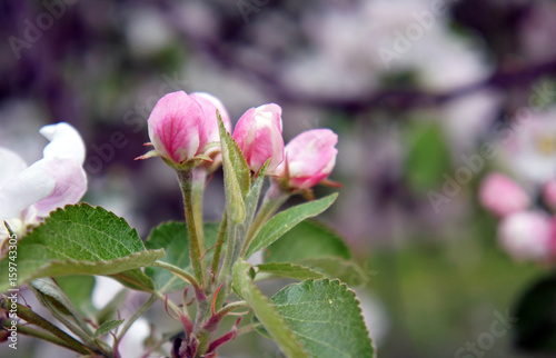 Branch of unblown apple-tree flowers