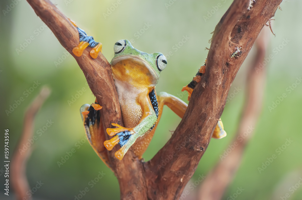 Fototapeta premium Frogs