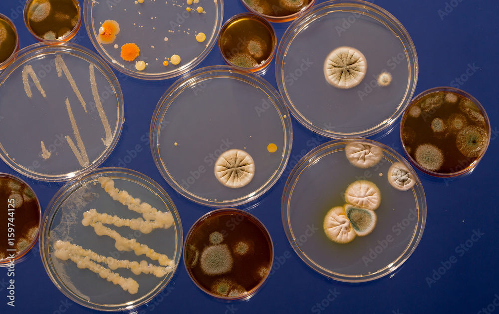 Fototapeta premium A petri dish with growing cultures of microorganisms, fungi and microbes. A Petri dish ( Petrie dish) known as a Petri plate or cell-culture dish