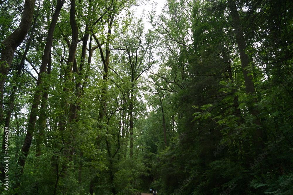 Obraz premium Camino de Arboles