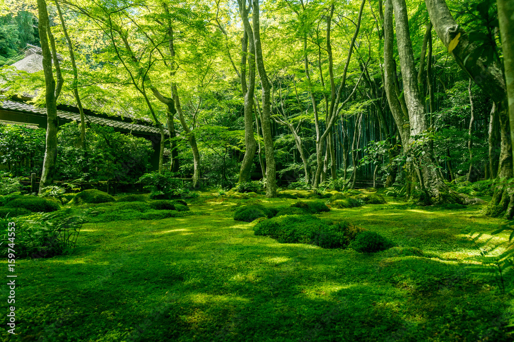 Naklejka premium Ogród mchów świątyni Giou-ji