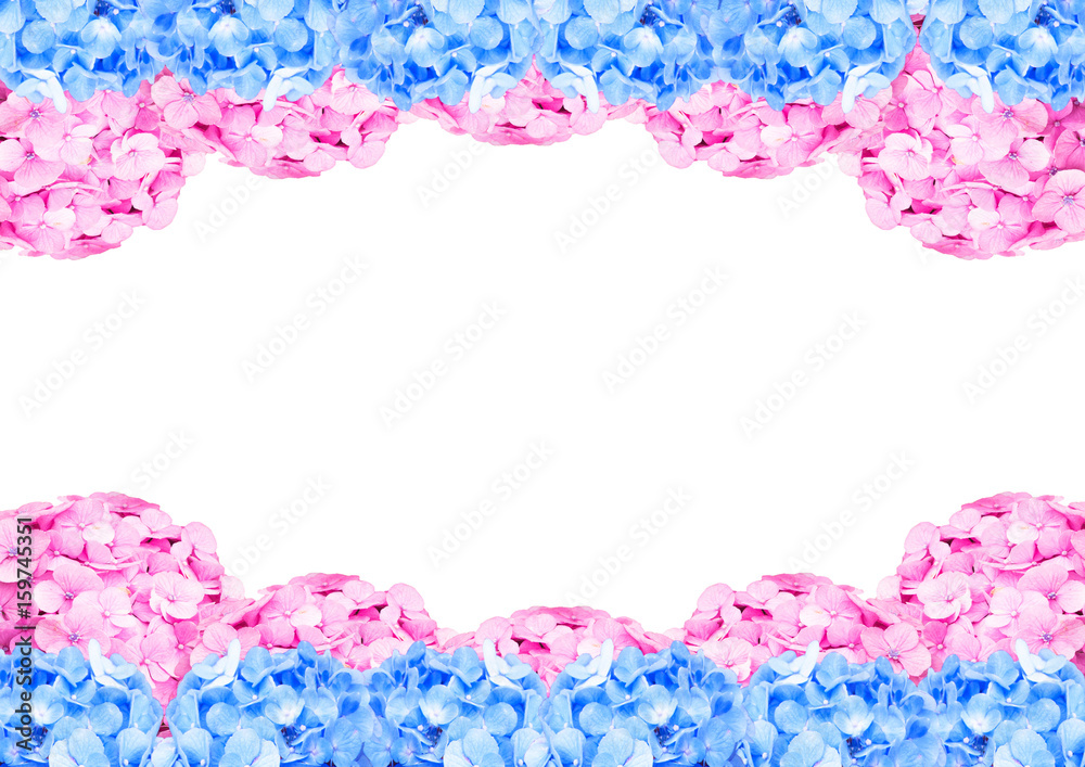 Pink and blue hydrangea frame on white with space background