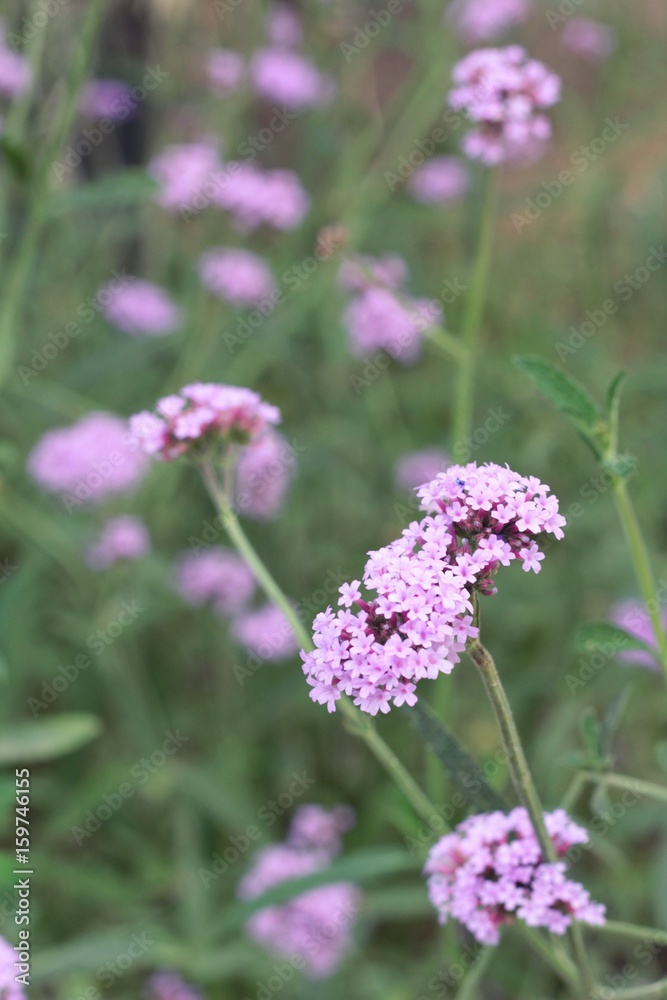 purple flower is beauty in the garden. purple flower is beauty in the garden.
