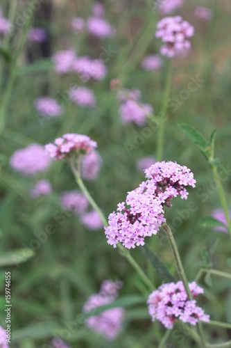 purple flower is beauty in the garden.