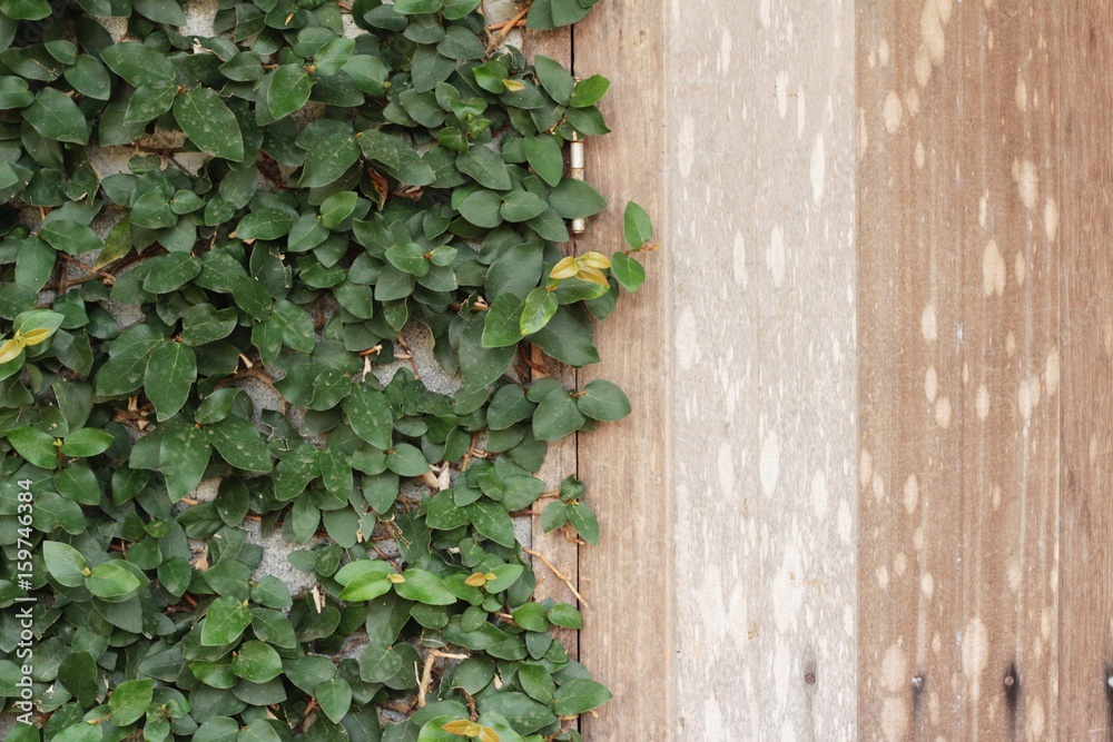 Beautiful green vine is beside the wall. Beautiful green vine is beside the wall.